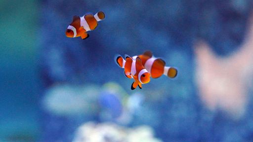 The close-up view of Orange clownfishes swimming in the blue water