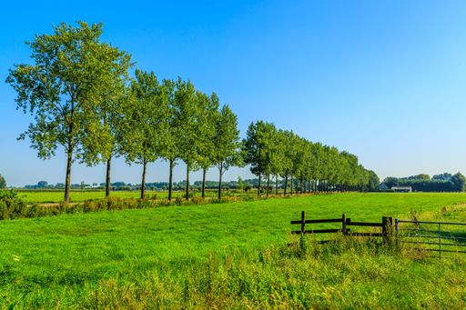 A scenic view of trees in a row in a beautiful field on a sunny day