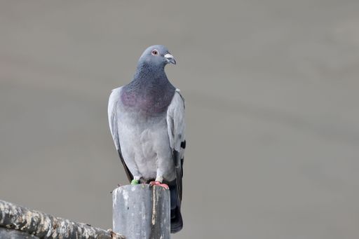 A closeup of a cute pigeon standing on a gate with blurred background