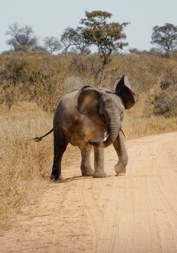 A vertical shot of an elephant walking on a road in the wilderness