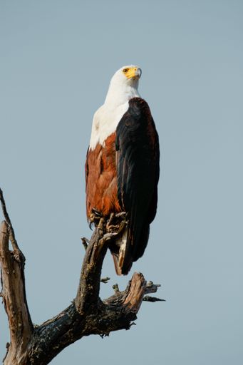 A closeup shot of an African fish eagle perched on a branch