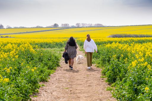 A back view of two women with a dog walking on a footpath in a canola field