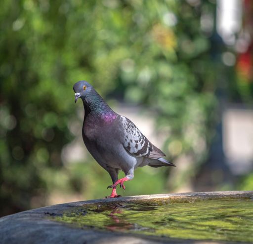 A selective focus shot of a gray pigeon perched on a rocky surface