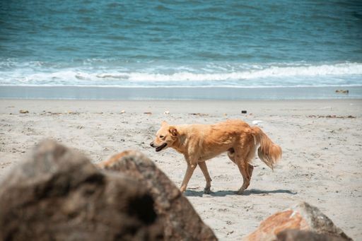 An adorable large dog  taking a leisurely stroll along a sandy beach near the ocean