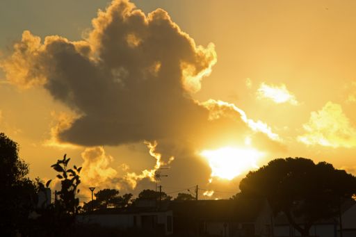 A beautiful shot of the bright golden sky during sunset and silhouettes of plants below