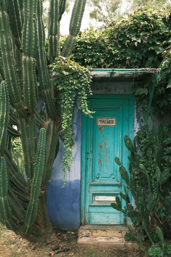 An outdoor scene featuring a vibrant blue door, partially obscured by a lush green tree with a variety of potted plants around the base