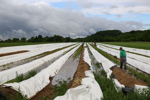 A view of an asparagus cultivation farm and the farmer