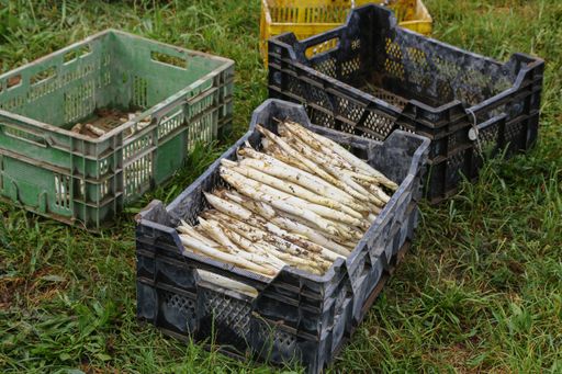 A view of asparagus in a plastic basket to be used for cultivation