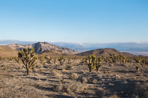 A stunning desert landscape view of Joshua Tree National Park in southern California
