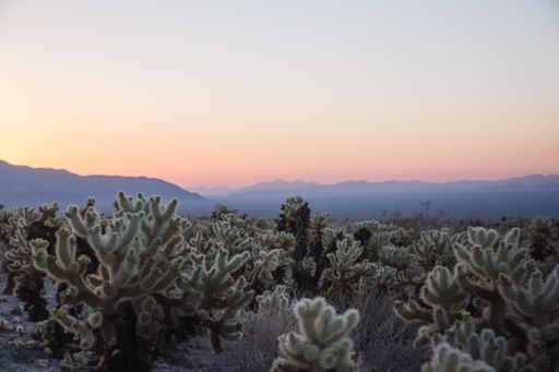 A stunning desert landscape view of Joshua Tree National Park in southern California at sunset