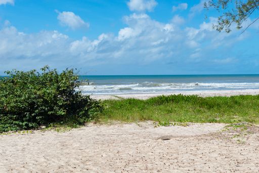 Big tall green trees against the beach and blue sky in the background. Guaibim beach in the city of Valenca, Bahia, Brazil.