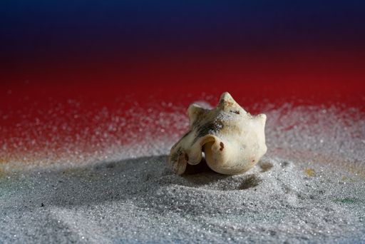 A closeup of a seashell on small crystals under the lights with a blurry background