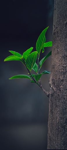 A vertical shot of a young sprout growing from the side of a tree