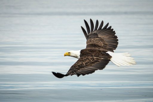A bald eagle flying freely with wide open wings over the sea