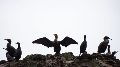 A flock of cormorants perched on a rock during the daytime