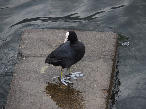 A closeup of Eurasian coot standing on wet rock in water