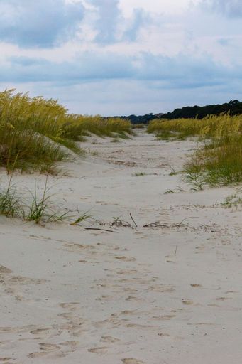 A vertical shot of coastal landscape with wild grasses growing on sand dunes under blue cloudy sky