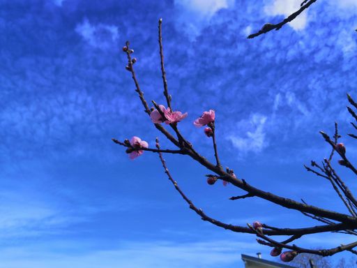 A close-up shot of pink cherry blossom growing on a leafless tree