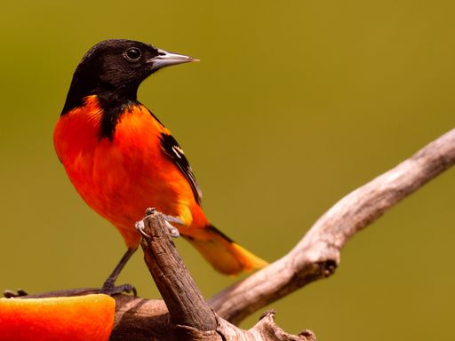 A closeup shot of an orange black oriole bird perched on a wooden branch