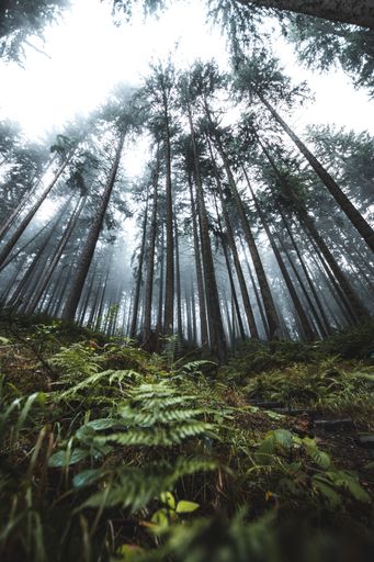 A vertical shot of a humid forest full of green vegetation covered by fog