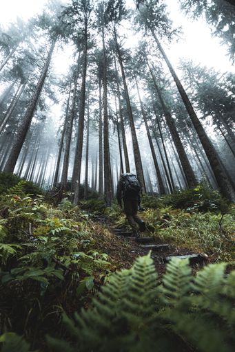 A person climbing the mountain forest full of green vegetation covered by fog