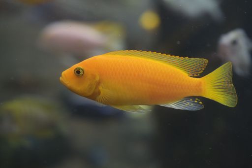 A Red zebra cichlid in an aquarium