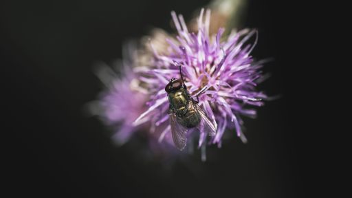 A closeup of a fly on a thistle in a field with a blurry background