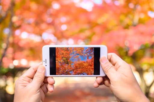 A closeup shot of a smartphone in the hands of a person in the camera mode, picture of red trees