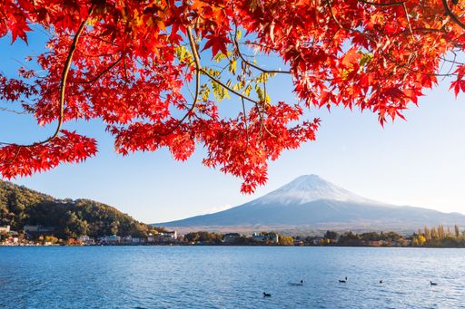 A scenic shot of red maple leaves against the view of Mount Fuji in Japan on a sunny day