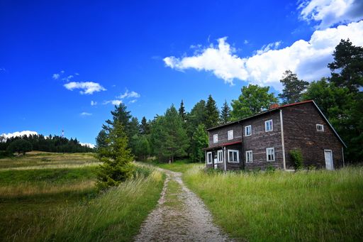 A rural house in fir trees on a sunny morning