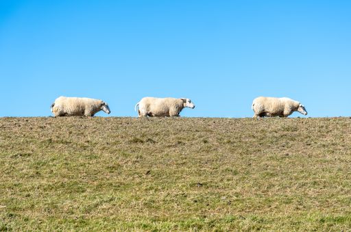 Three sheep in a row on a pasture gazing on top of the dike under a clear blue sky