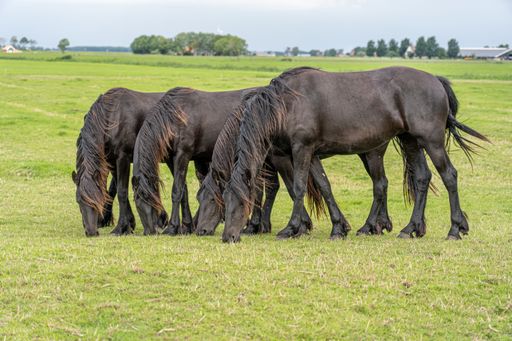 A group of horses grazing in the meadow with similar standing posture