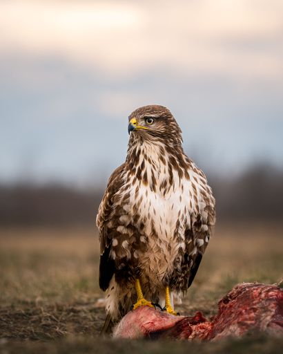 A closeup shot of a common buzzard in a field during the day
