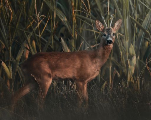 A beautiful shot of a male roe deer hiding in the corn field