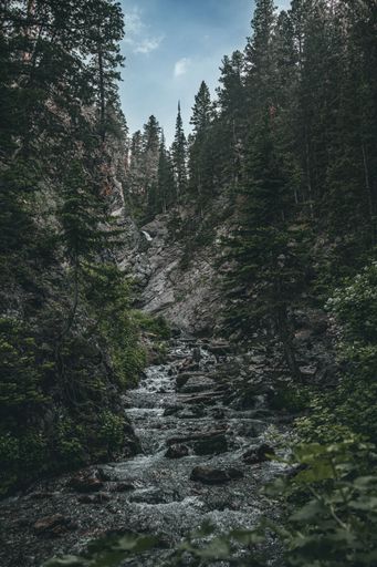 A stream in a dense forest on a rocky mountain in Utah