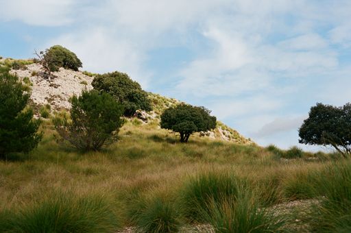 A beautiful landscape of grass, trees and a rock under a cloudy blue sky.