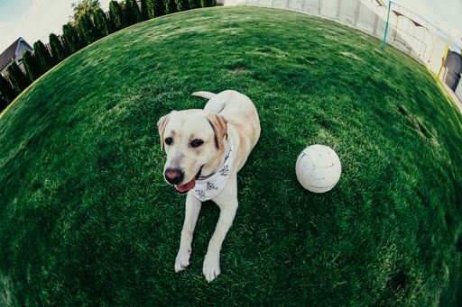 A high-angle shot of a white dog on the green grass.