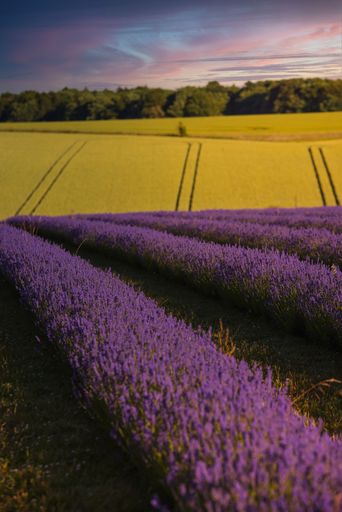 A beautiful vertical view of lavender flowers field with a sunset sky