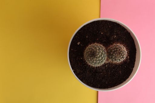 A top view of a cactus in a white plastic pot on a colorful background