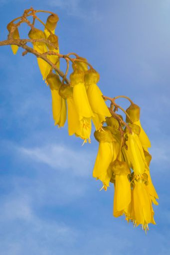 A close-up view of the striking yellow flowers of New Zealand's native Kowhai tree is seen against a blue sky with soft white clouds.