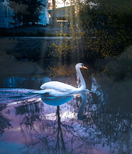 swan swimming in river while catching sun beams early in the morning