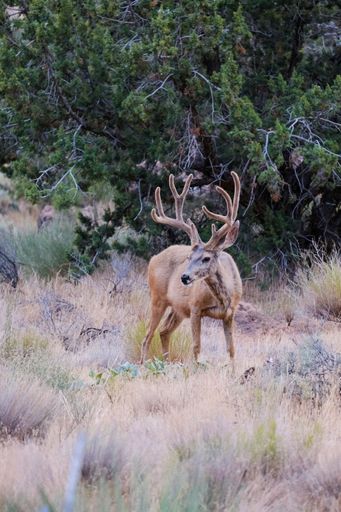 A vertical shot of a deer with big horns, standing in a grassy field in Zion National Park, Utah, with a green forest in the background