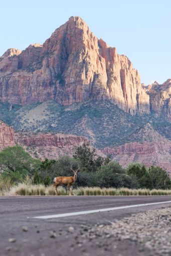 A vertical shot of a deer with big horns, standing in a grassy field in Zion National Park, Utah, with a rocky mountain in the background