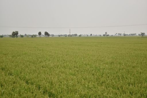 A Scenic view of lush Green Paddy field or a farm during day time, in India