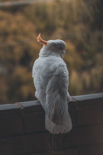 A vertical back view of Citron-crested cockatoo perched on the top of balcony railing