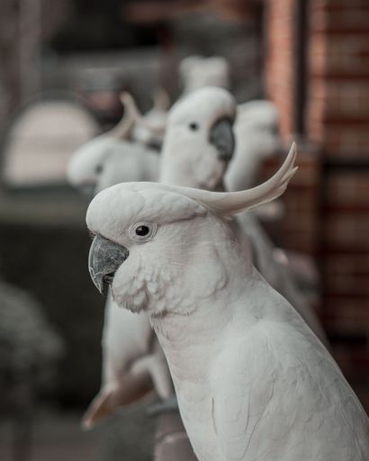 A vertical selective focus shot of White cockatoo perched on the top of balcony railing