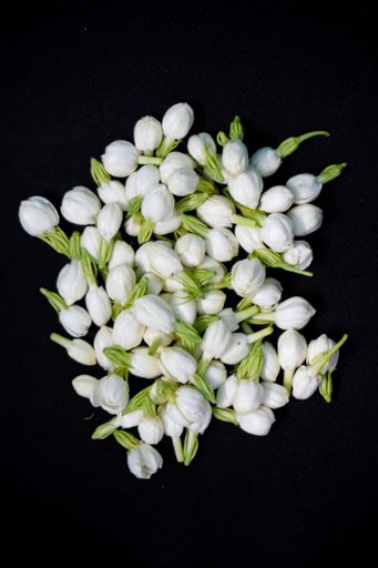 A vertical shot of white Arabian jasmine flower buds on black background
