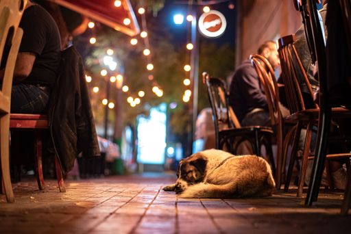 A street dog resting near a cafe in the evening Yerevan, Armenia