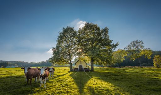A wooden cottage between two trees on a grassy field with some cows grazing on the grass with the beautiful sky in the background