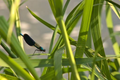 A damsel dragonfly perched on a leaf of grass on a sunny summer day